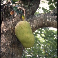 Artocarpus heterophyllus Lam.